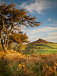 Autumn Light on Rosebe...